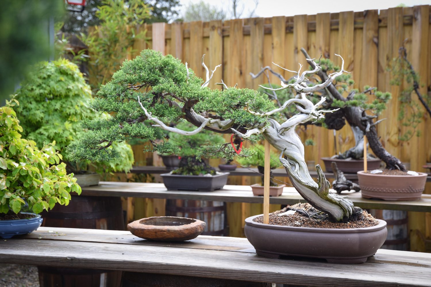Rocky Mountain Juniper collected in Wyoming, approximately 200 years old