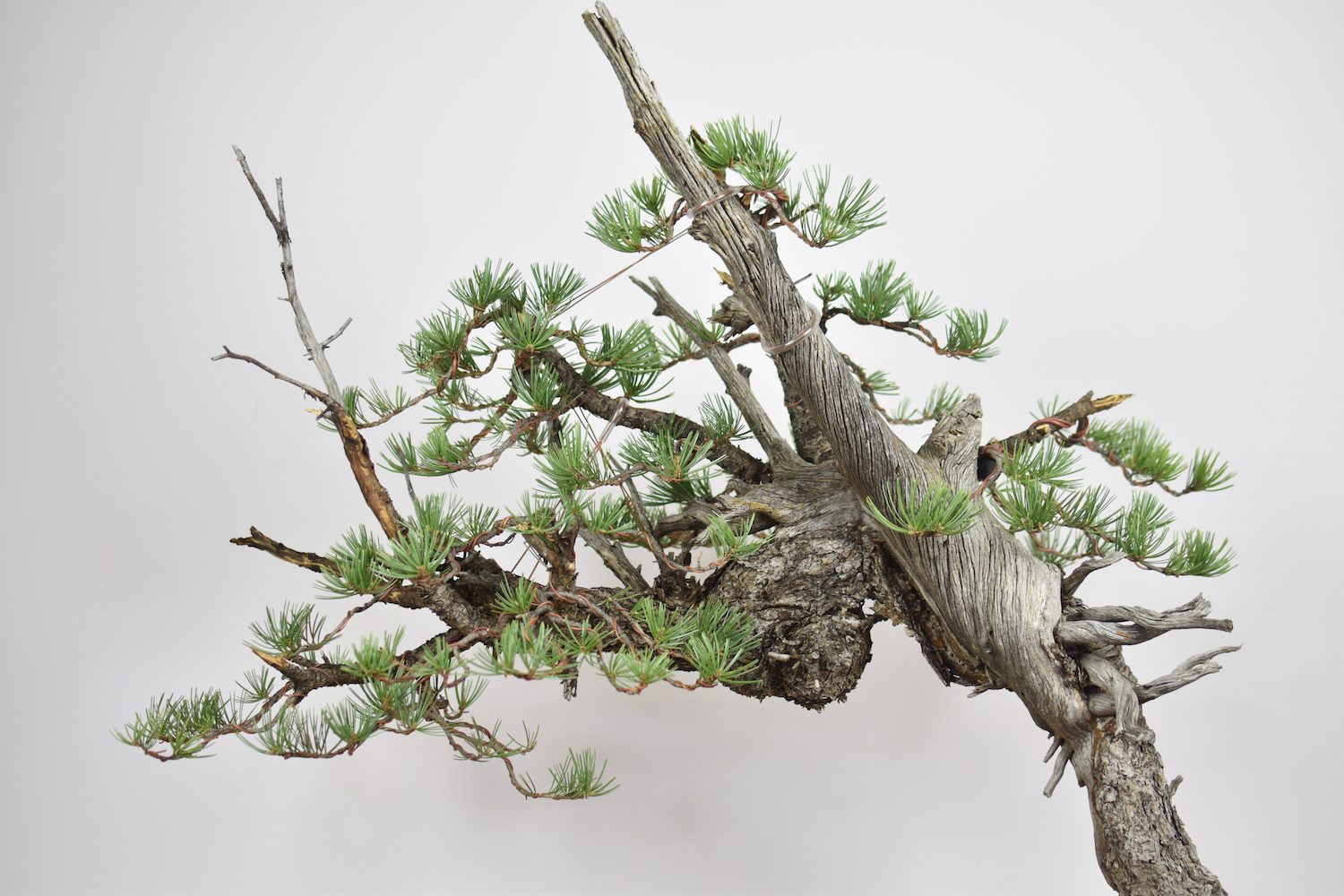 Pinyon-pine-bonsai-2 – Eisei-en