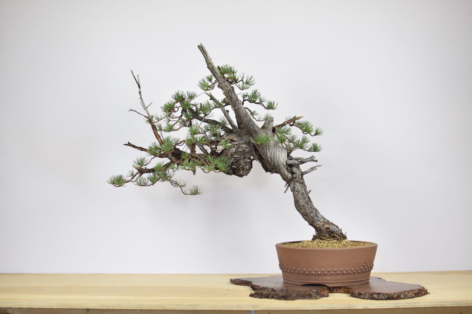 pinyon-pine-bonsai-1 – Eisei-en