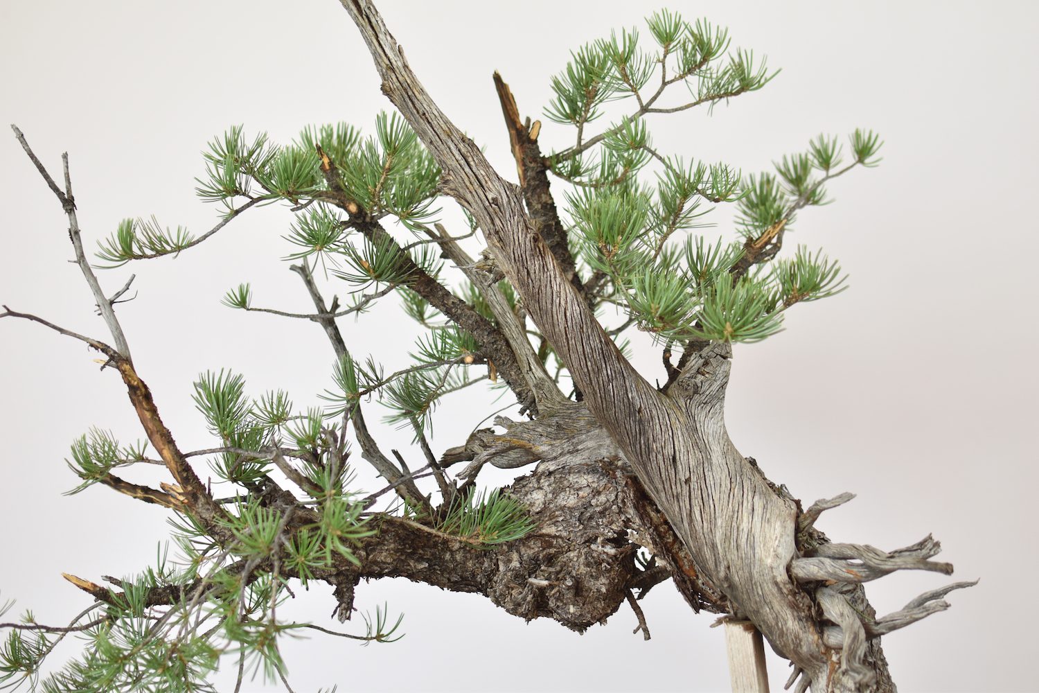 pinyon-pine-bonsai-before-2 – Eisei-en