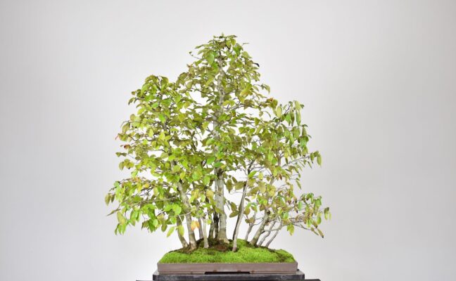 American Hornbeam Forest Bonsai planted in a shallow rectangle pot
