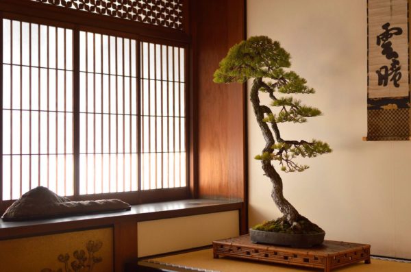 Japanese White Pine bonsai styled by Bjorn Bjorholm in Kyoto