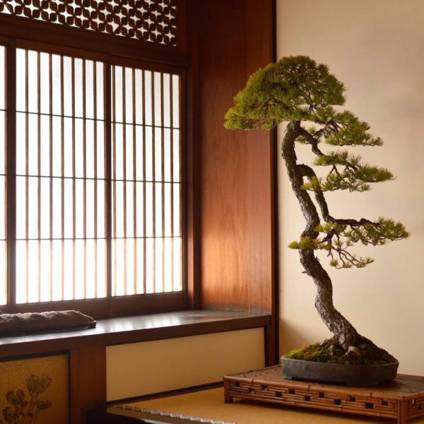 Japanese White Pine bonsai styled by Bjorn Bjorholm in Kyoto