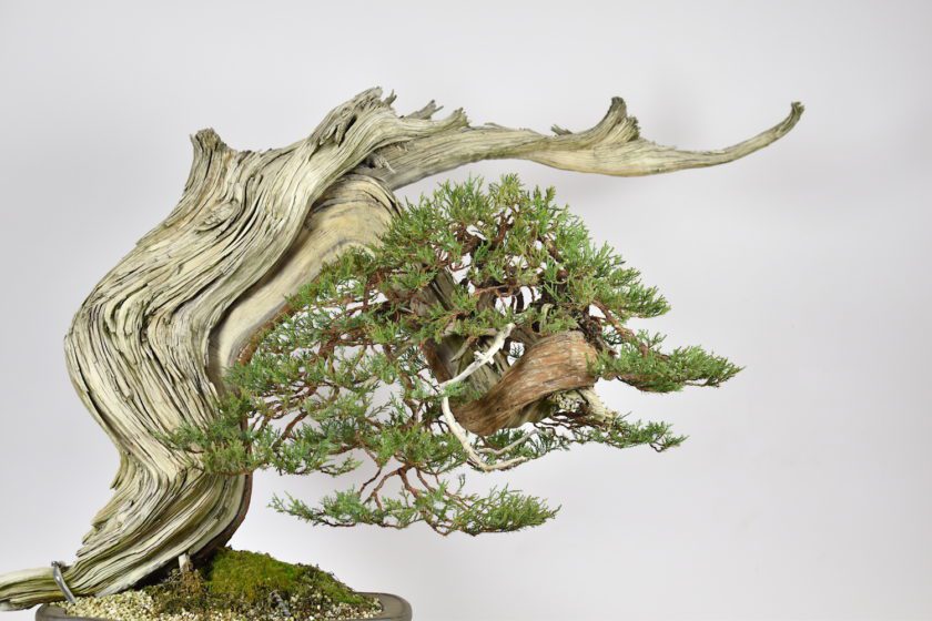 rockymountainjuniperbonsaieiseienbjornbjorholm7 Eiseien