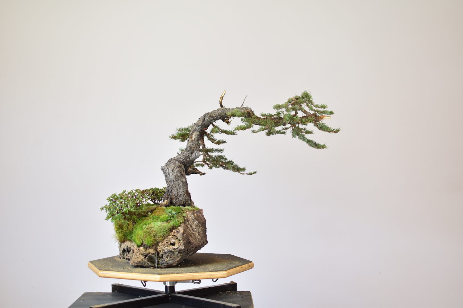 Coloradobluespruceeiseienbonsai3 Eiseien
