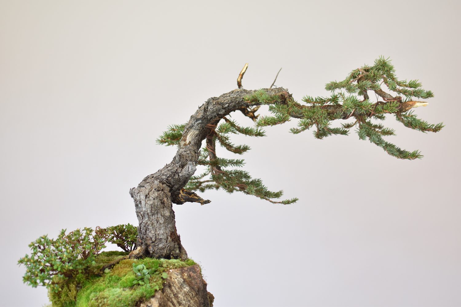 Coloradobluespruceeiseienbonsai6 Eiseien