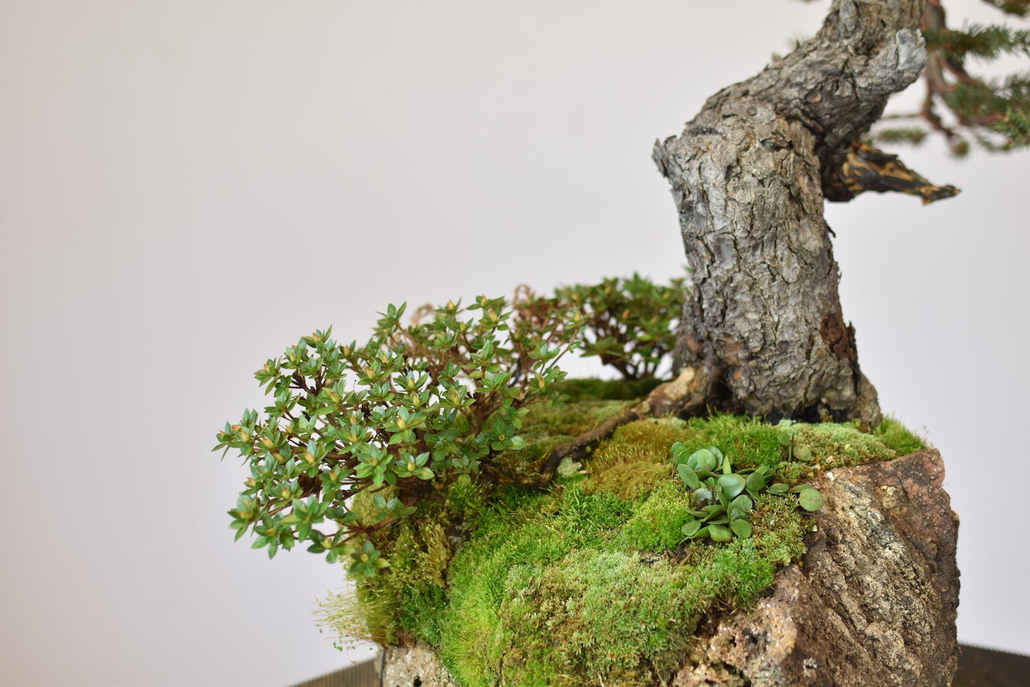 Coloradobluespruceeiseienbonsai7 Eiseien