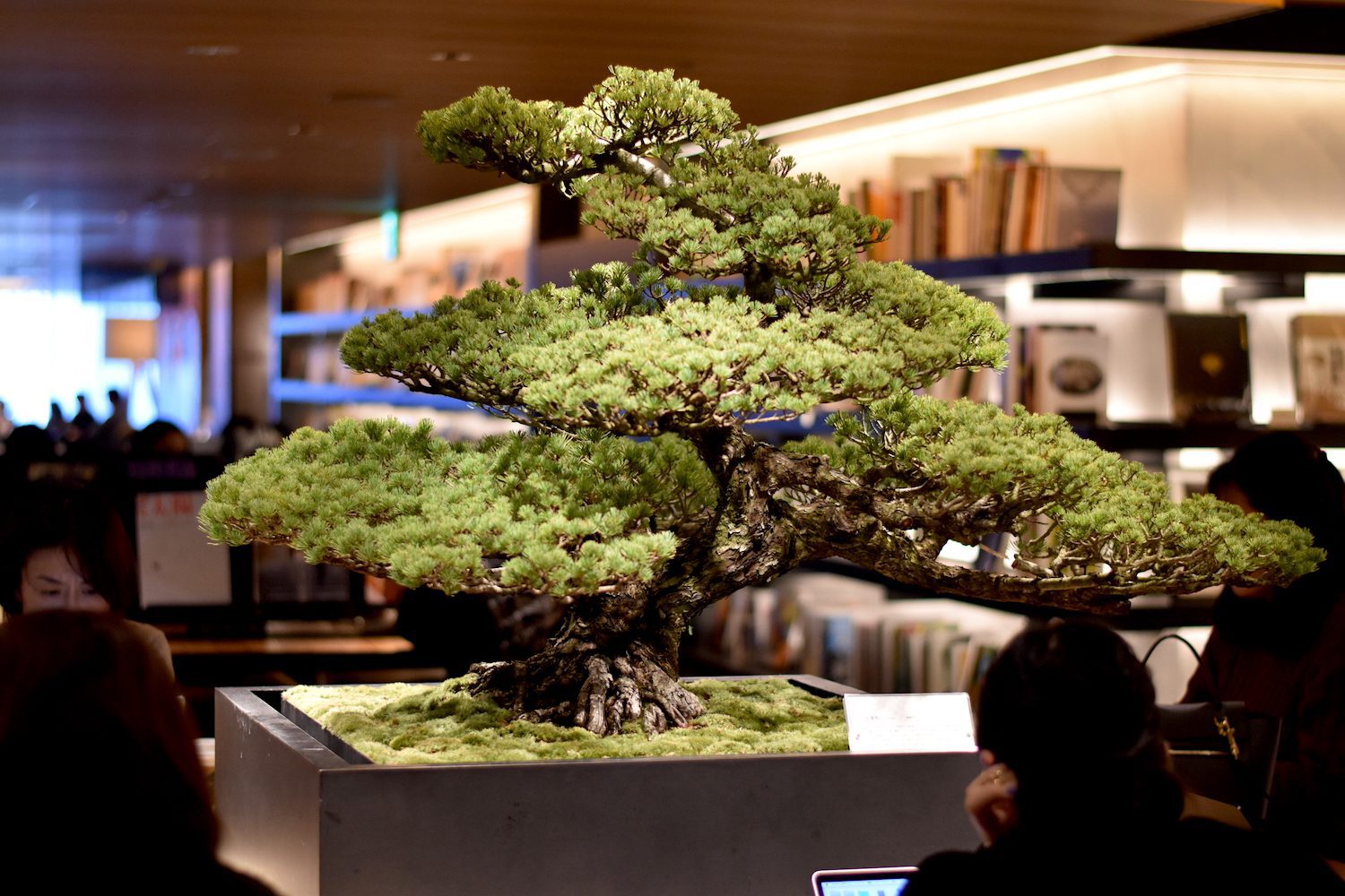 ginzabonsaieiseien7 Eiseien