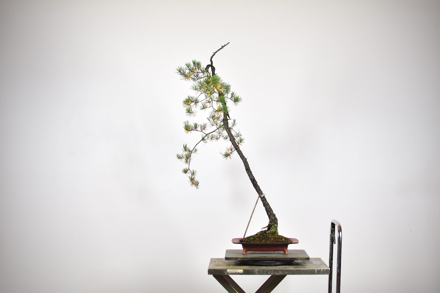 virginiapinebonsaieiseien1 Eiseien