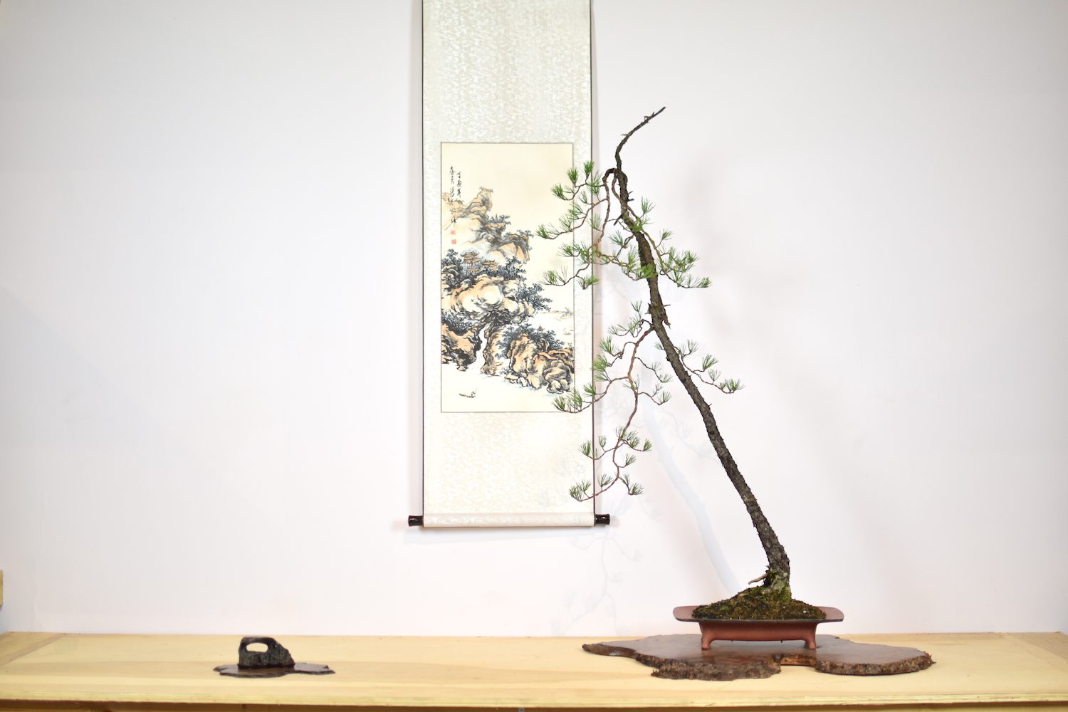 virginiapinebonsaieiseien3 Eiseien