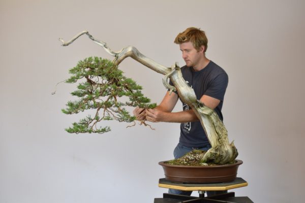 Bjorn Bjorholm styles a Rocky Mountain Juniper at Eisei-en