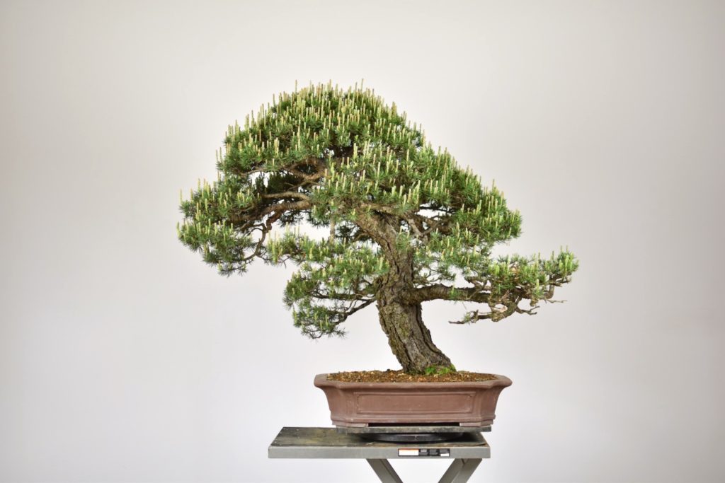 Bonsai tree inspiration Eiseien