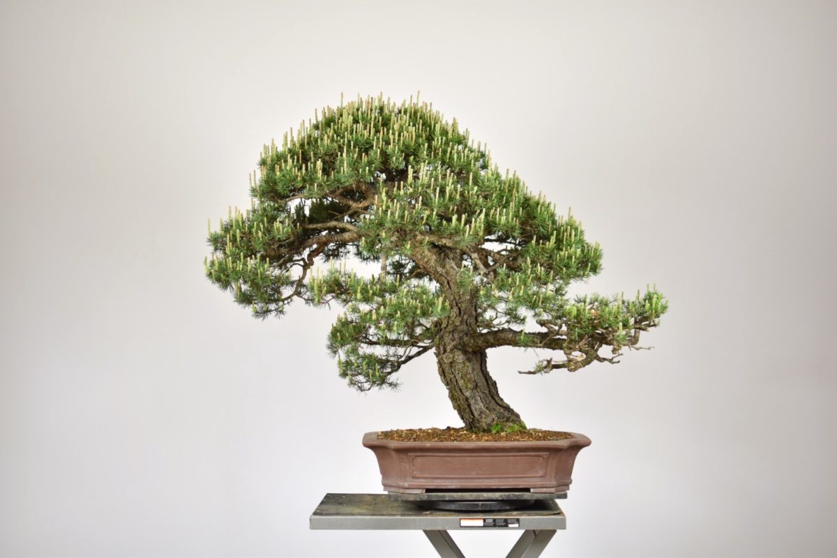 Bonsai tree inspiration Eiseien