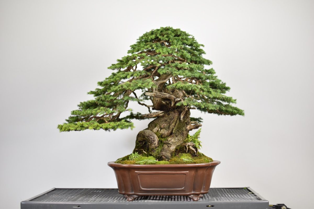 Bonsai tree inspiration Eiseien