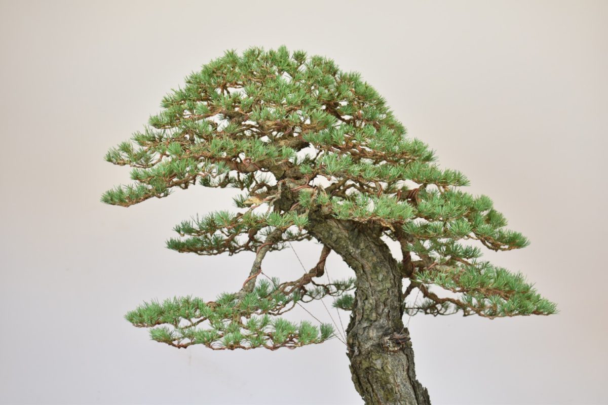Bonsai tree inspiration Eiseien