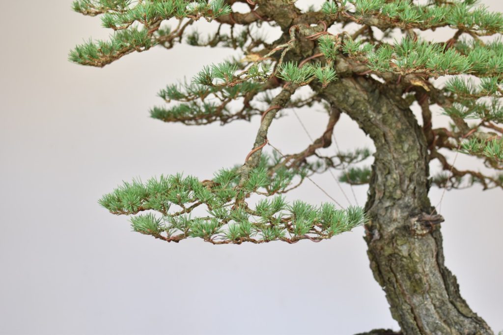 Bonsai tree inspiration Eiseien