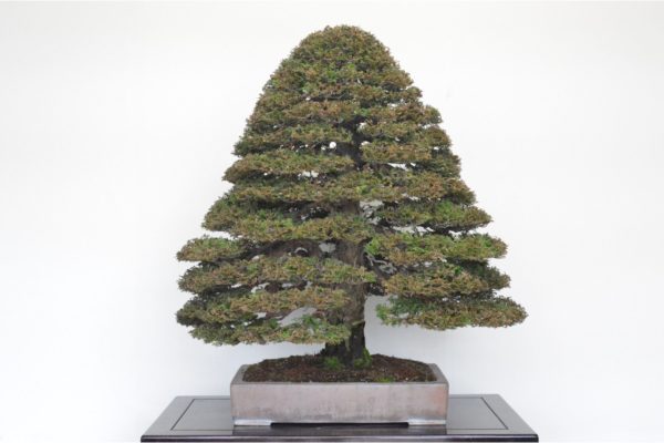 Hinoki Cypress bonsai tree in the double-trunk style at Kouka-en Osaka