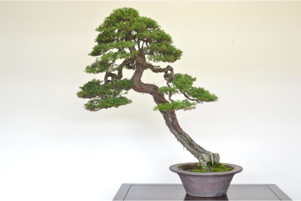 Hinoki Cypress bonsai tree in the leaning style at Kouka-en nursery