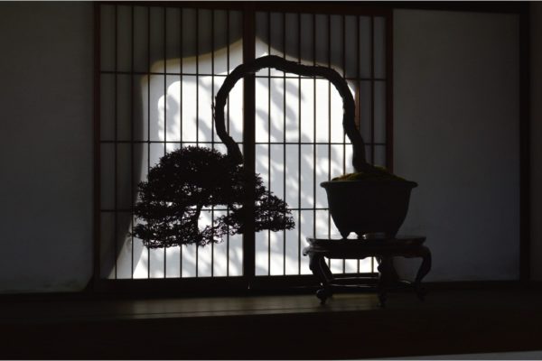 Hinoki Cypress bonsai tree on display at Daitoku-ji in Kyoto