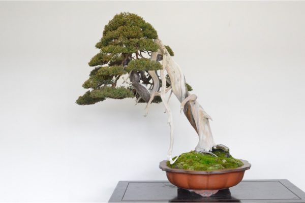 Itoigawa Shimpaku Juniper Bonsai in the leaning style with a hanging jin feature