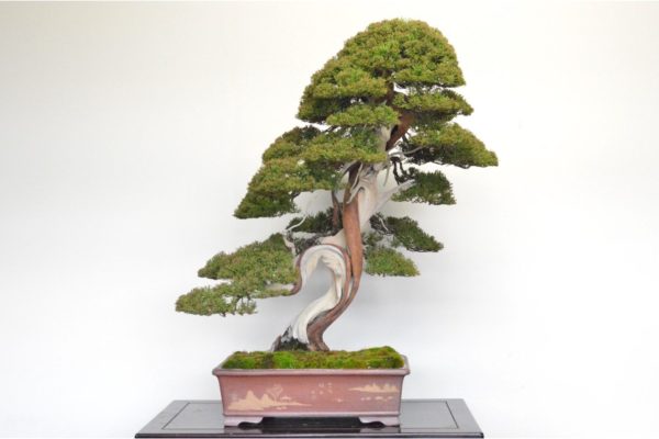 Itoigawa Shimpaku Juniper bonsai tree with edajin at Kouka-en