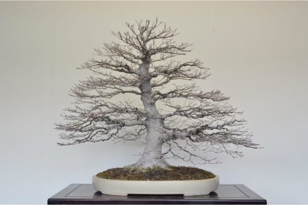 Japanese Maple bonsai in winter silhouette form at Kouka-en nursery