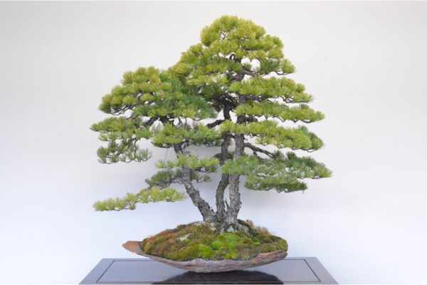 Japanese White Pine bonsai tree at Kouka-en in the clump style