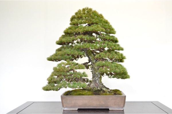 Japanese White Pine bonsai tree in the double-trunk style at Kouka-en nursery