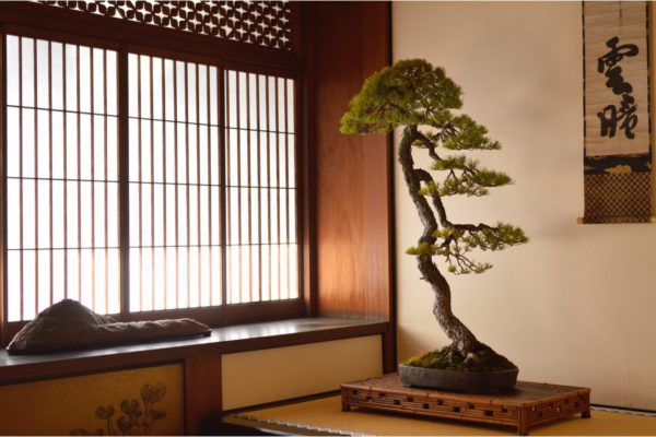 Japanese White Pine bonsai tree on display in a tokonoma at Daitoku-ji in Kyoto