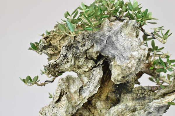 Olive bonsai deadwood close up