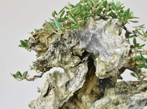Olive bonsai deadwood close up