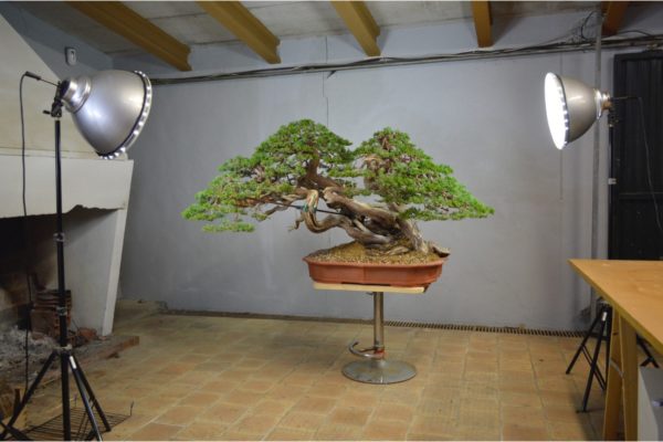 Sabina Juniper bonsai styled at Bonsai Sense in Mallorca