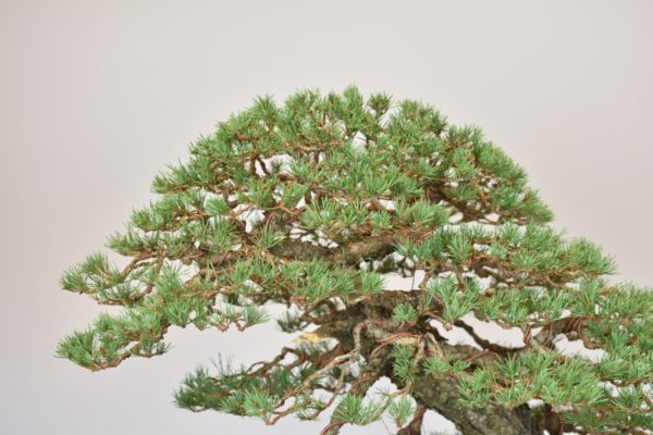 Scots Pine Bonsai close up of the apex