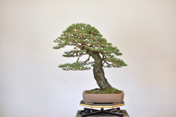 Scots Pine bonsai tree with small needles after styling by Bjorn Bjorholm