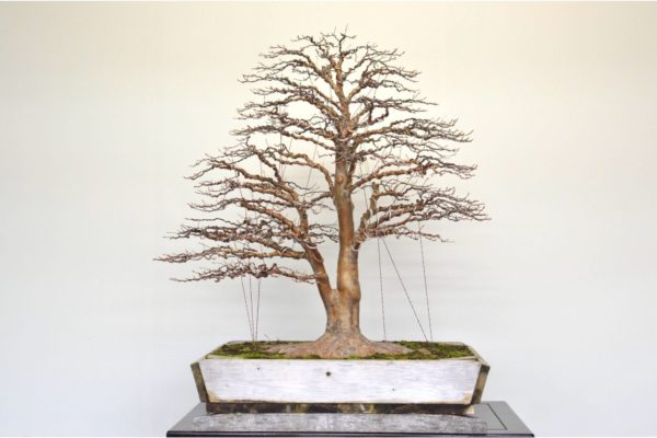 Stewartia bonsai tree in winter silhouette form