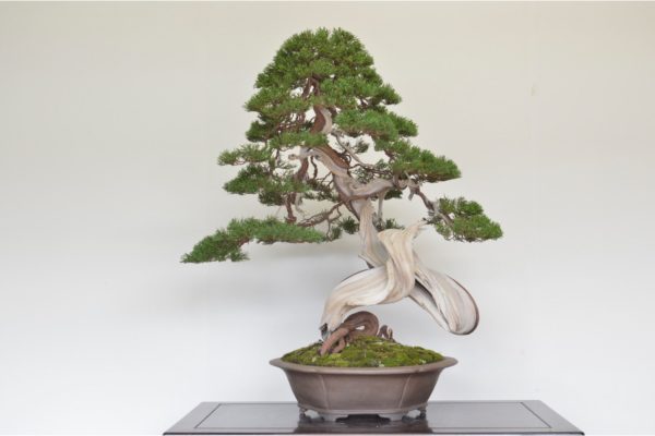 Yamadori Itoigawa Shimpaku Juniper bonsai at Kouka-en nursery