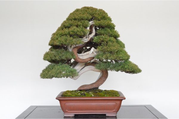 Yamadori Itoigawa Shimpaku Juniper bonsai tree with twisted trunk