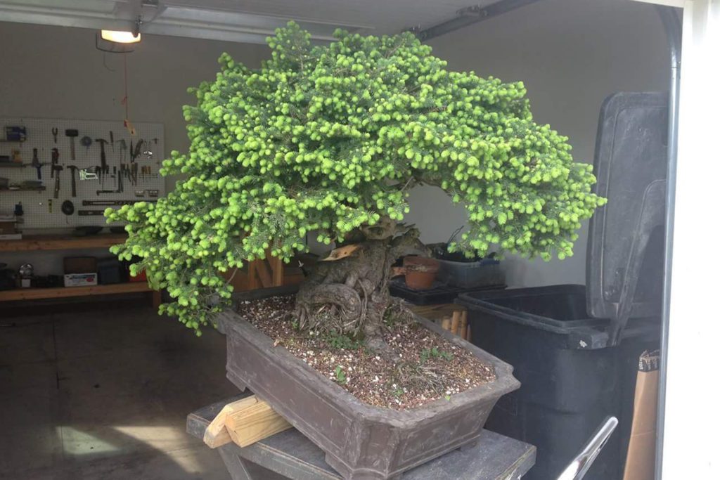 Bonsai tree inspiration Eiseien