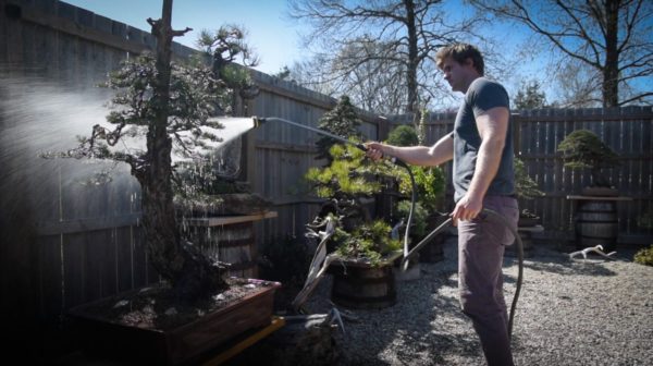 Watering bonsai trees in the spring
