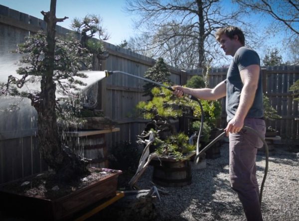 Watering bonsai trees in the spring