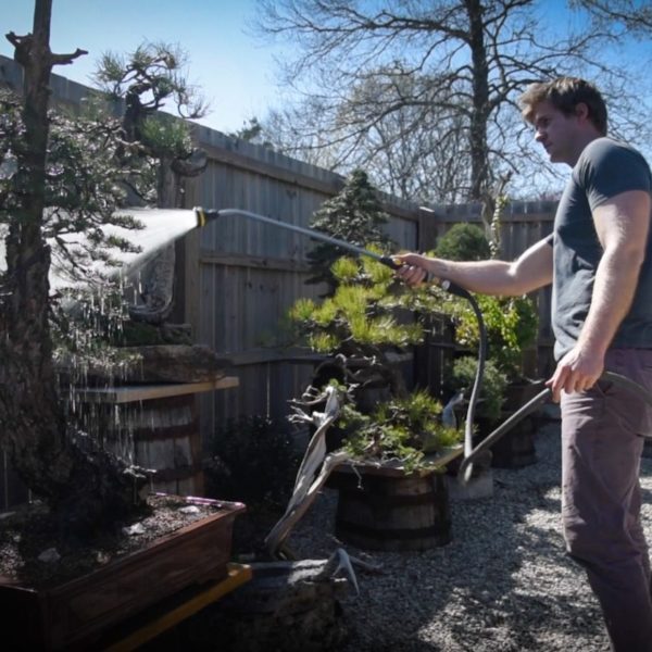 Watering bonsai trees in the spring