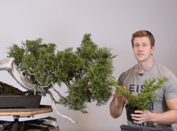 Bjorn Bjorholm explains Approach Grafting Junipers for Bonsai-U