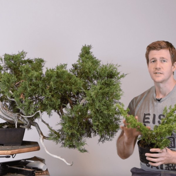 Bjorn Bjorholm explains Approach Grafting Junipers for Bonsai-U