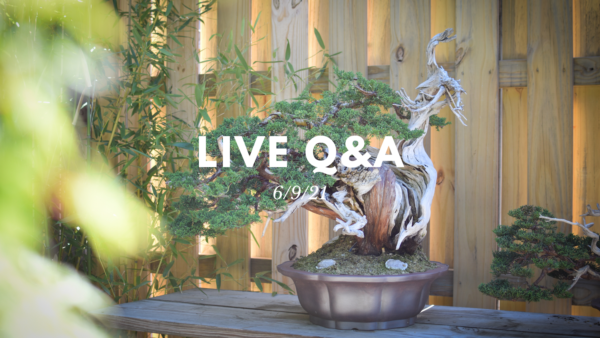 Bonsai-U Live Q&A session held on 6/9/21