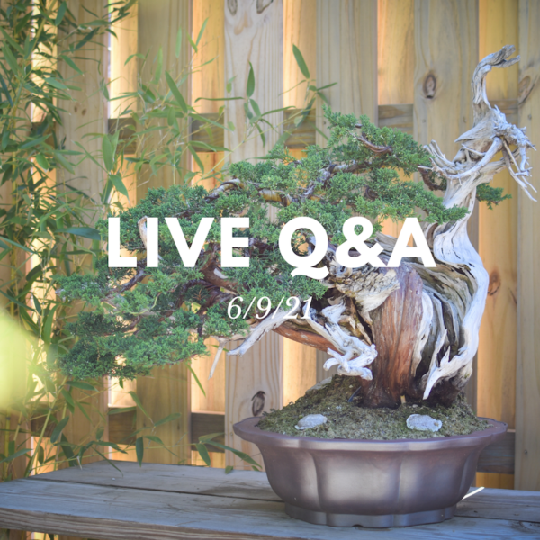 Bonsai-U Live Q&A session held on 6/9/21