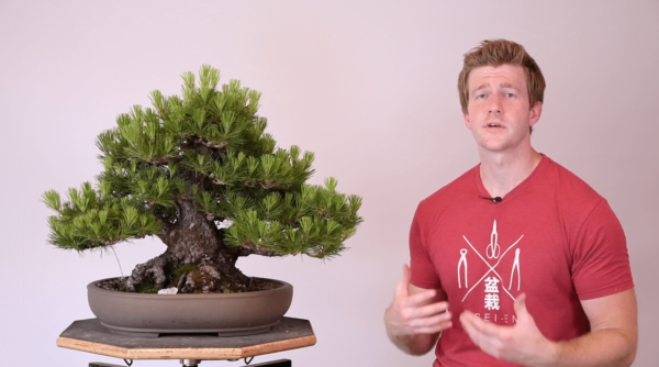 Bjorn Bjorholm explains Double-Flush Pine for Bonsai-U