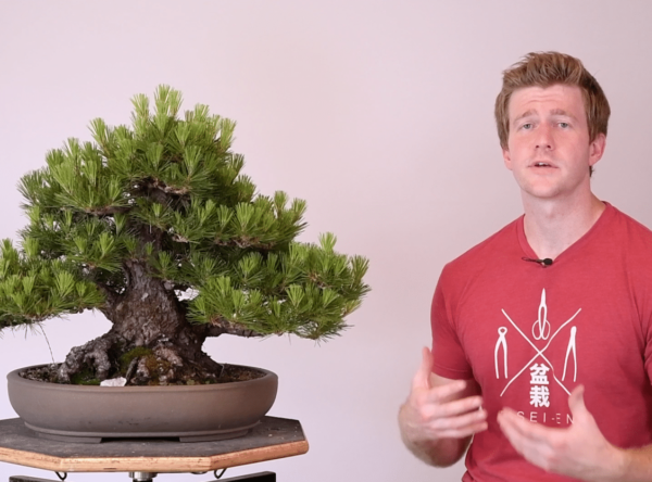 Bjorn Bjorholm explains Double-Flush Pine for Bonsai-U