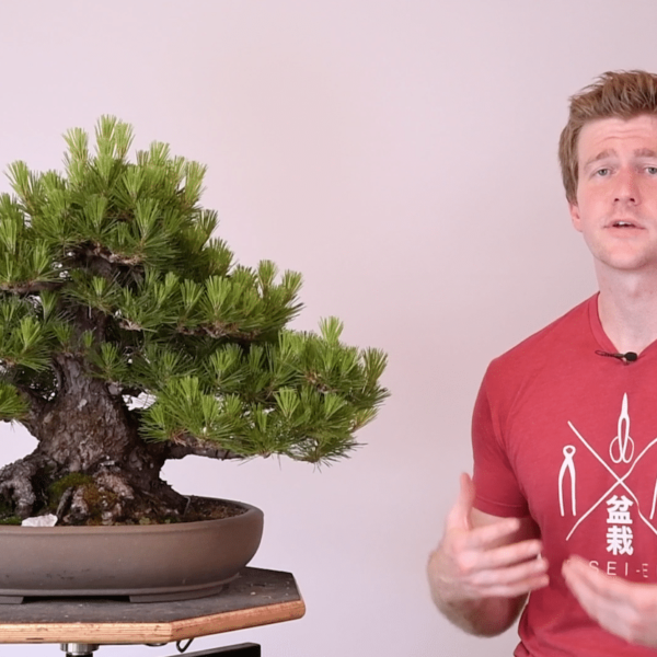 Bjorn Bjorholm explains Double-Flush Pine for Bonsai-U