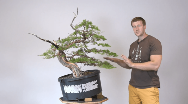 Bjorn Bjorholm styles an Ashe Juniper for Bonsai-U
