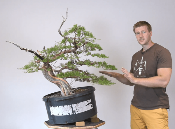 Bjorn Bjorholm styles an Ashe Juniper for Bonsai-U